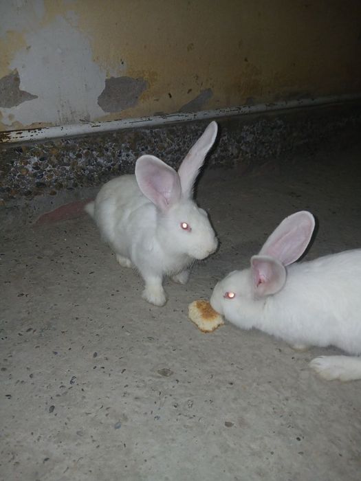 Великан куëнлари сотилади