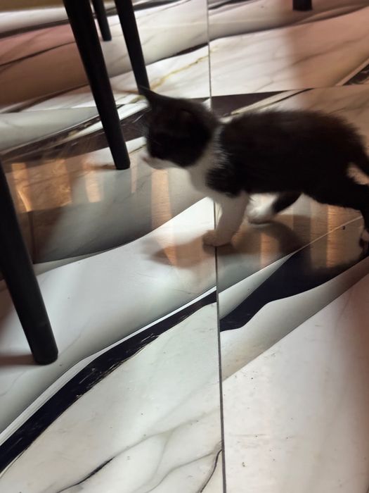 Отдадим котят бесплатно в добрые руки