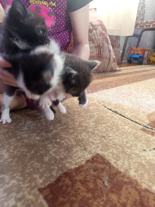 Одним только в хорошие руки