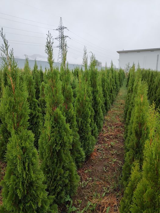 Туя Брабант Смаракт с поля