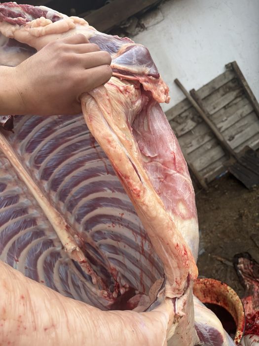 Байтал сатылады семиз