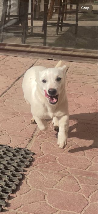 Кученце си търси любящ дом