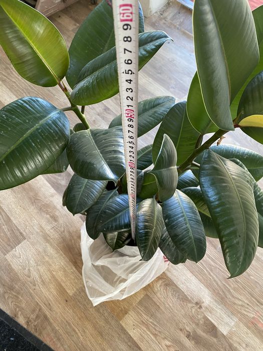 Фикус каучуконосный  Робуста