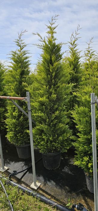 Leylandi gold - photinia red robin- prunus pisardi rosu