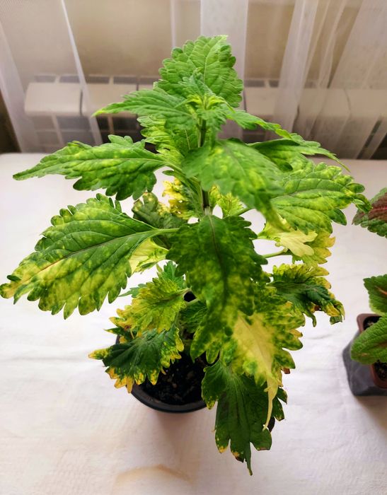 Домашние растения разные