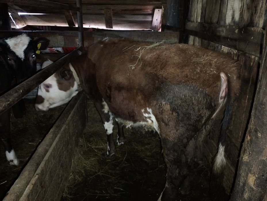 Продам 2 телочки