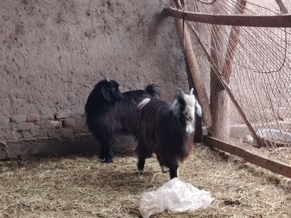 1 ta sarka va 1 ta moda qisir uloq sotiladi