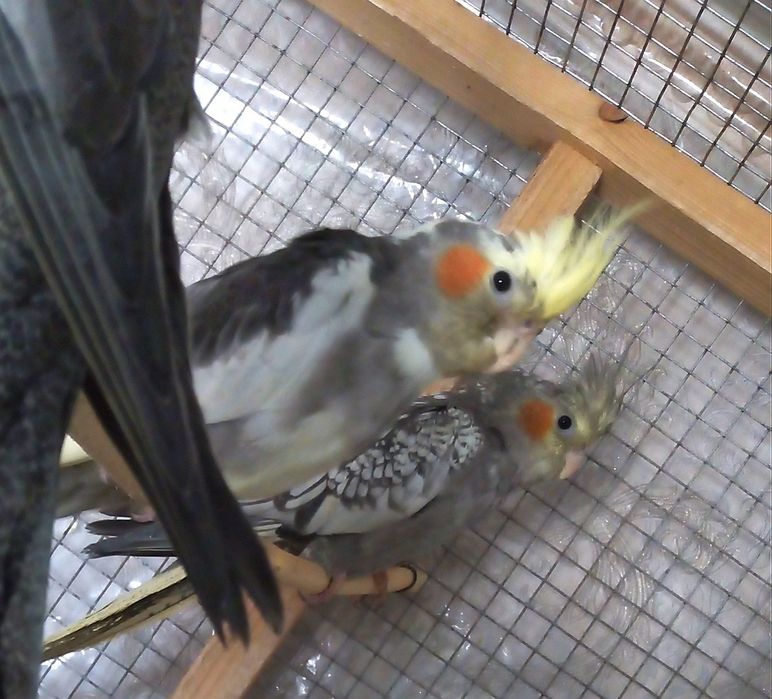 Молодой попугай корелла