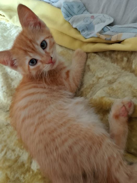 Котята бесплатно.очень шустрые