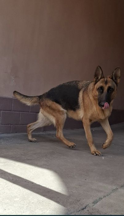 Продаются шенки чистокровных немецких овчарок