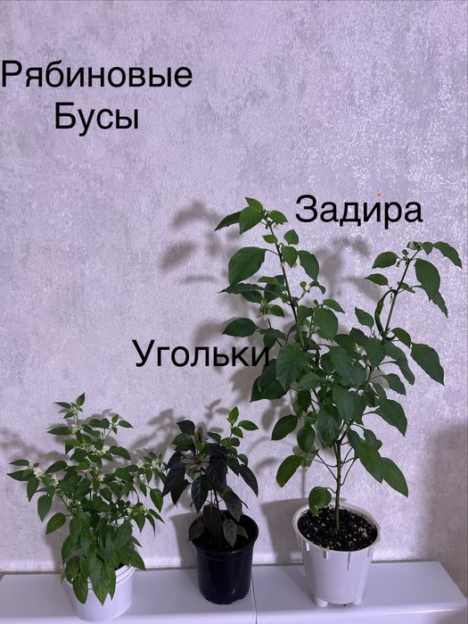 Перец острый 3 сорта