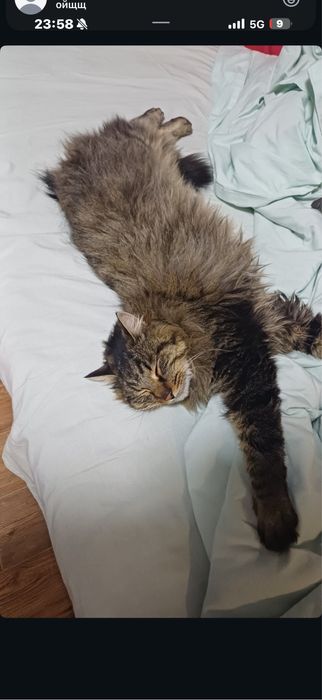 Пропал кот (мальчик )(каин)