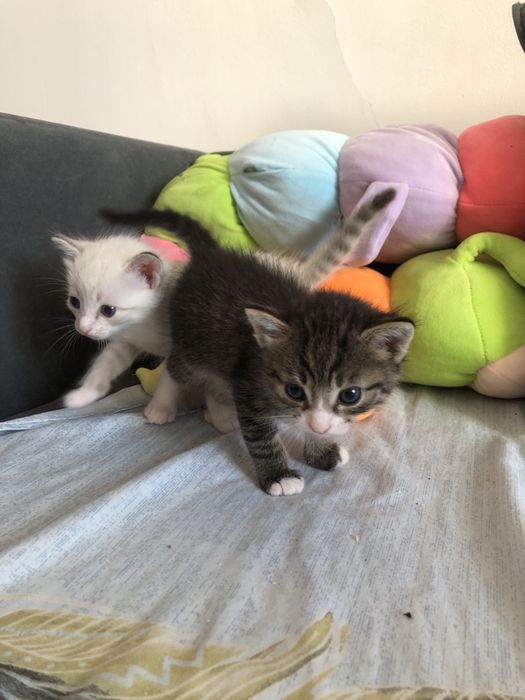 отдам котят 3 месяца