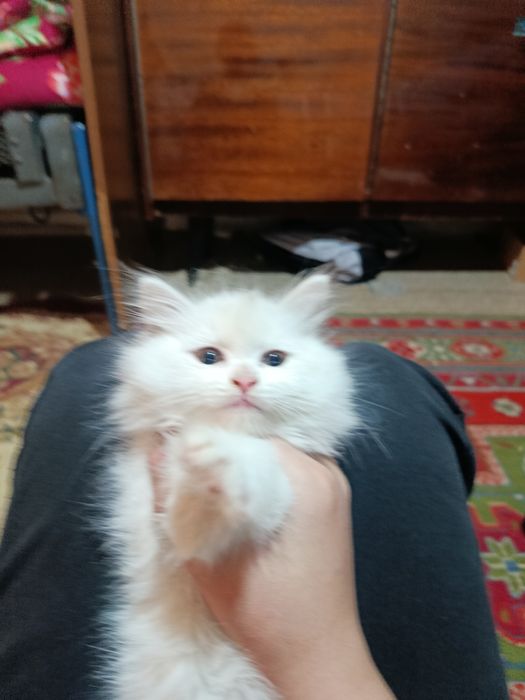 Кошка красиваеа белаеа е 3 месетса