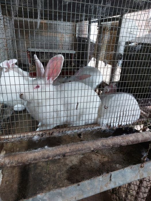 Зайци,цика за разплод,клане,отглеждане