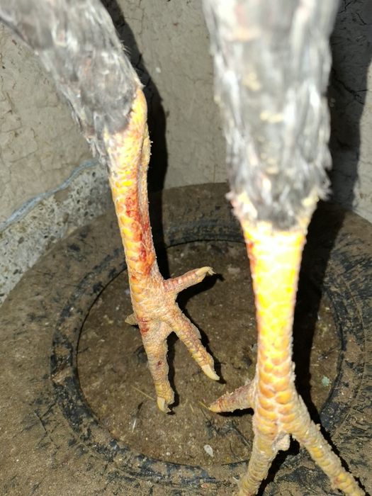 Жужа Хуроз сотилади