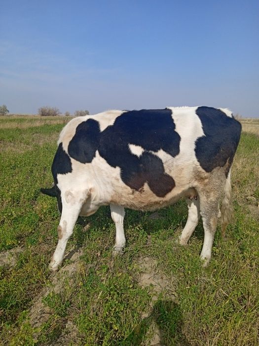 Галштинская порода