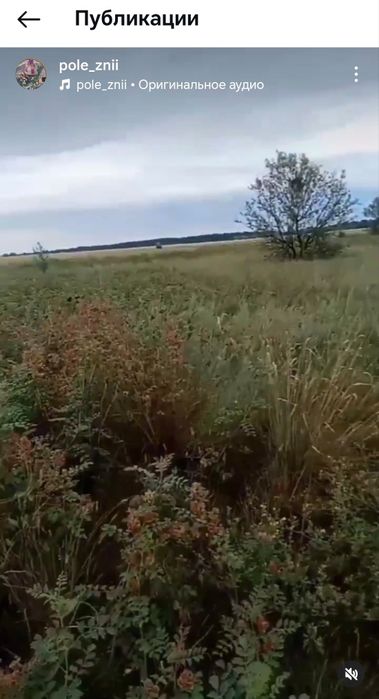 Продам корни солодки