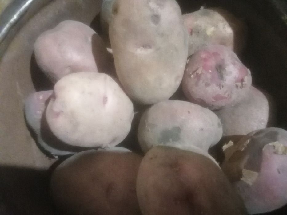 Сад, огород, дом