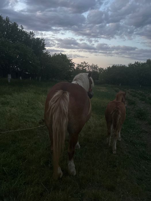 Vând iapă cu mânză de 2 luni mai multe detalii în privat