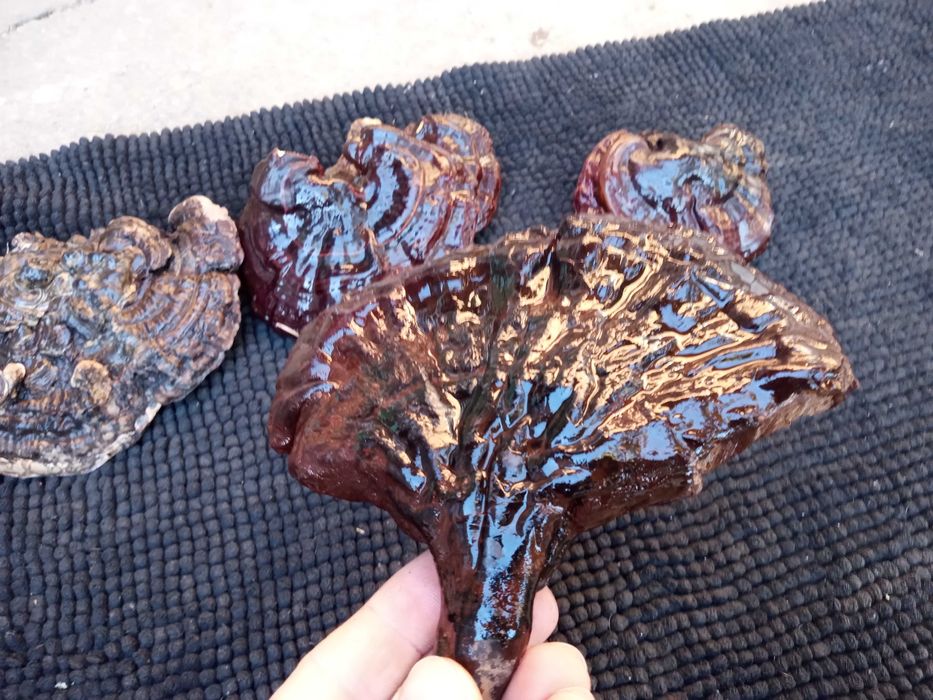 Pachet ciuperci medicinale: Reishi/Ganoderma/Phellinus/Versicolor