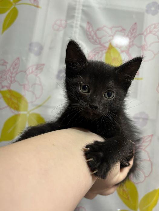 Отдам в Добрые руки Котенка