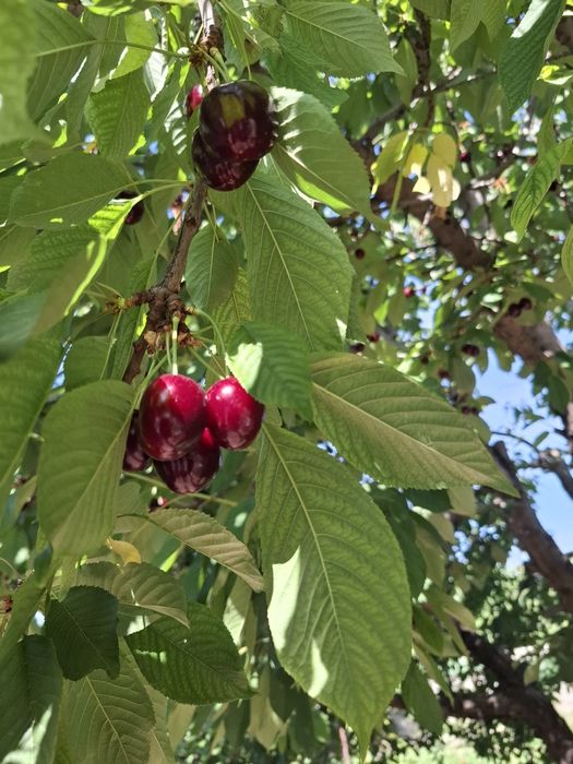 Обрезка деревьев, кустарников, опрыскивание