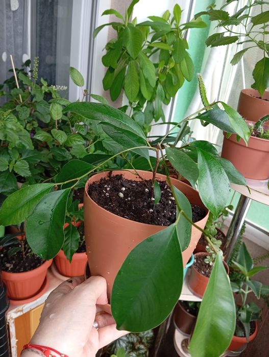 Продам цветы комнатные