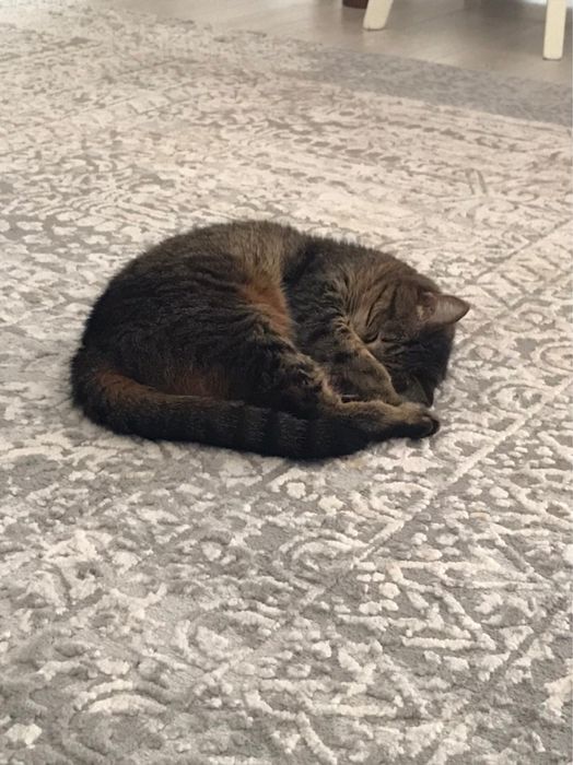 Кошка, в хорошие руки