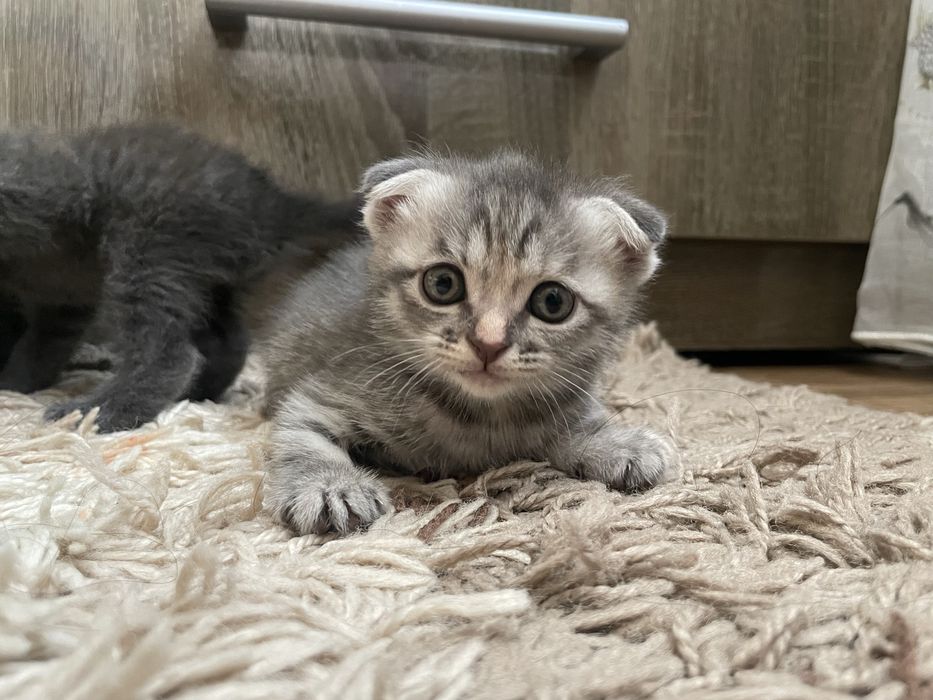 Котята  вислоухие