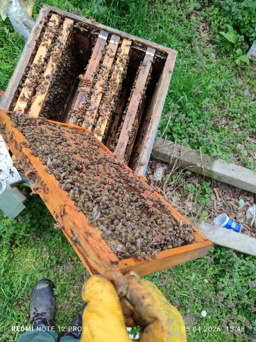 Пчелни семейства без кошери