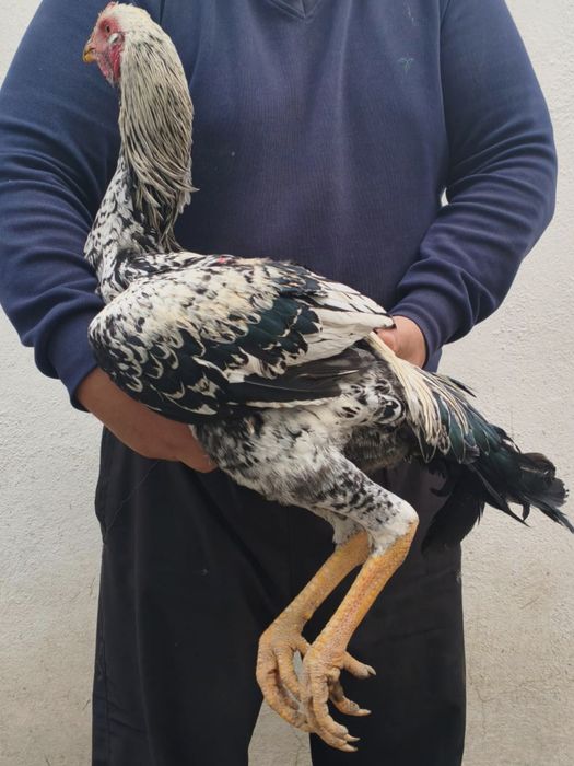 Петух бойцовский 4,5 кг июньский