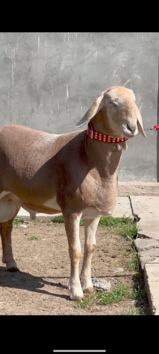 Qoy qochqor toza goshiga 135 min