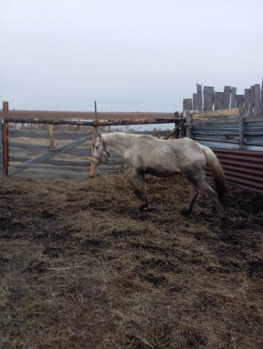 Продам жеребчика