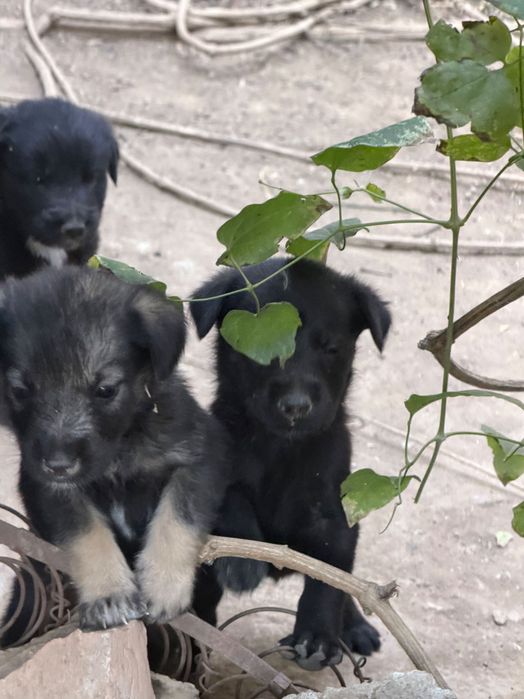 кученца на 1 месец