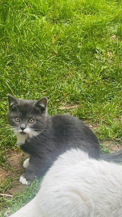 Здравствуйте! Отдам котят!