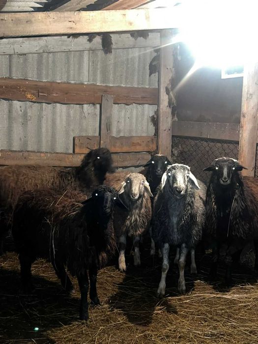 Продам баранов .