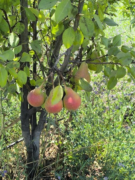 Oldi sotti shartnoma kelishilgan holatta