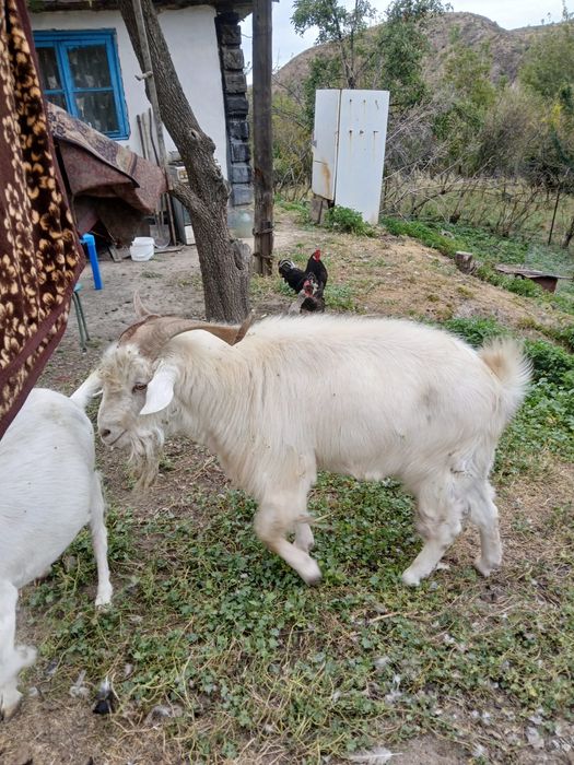 Продам козла на племя