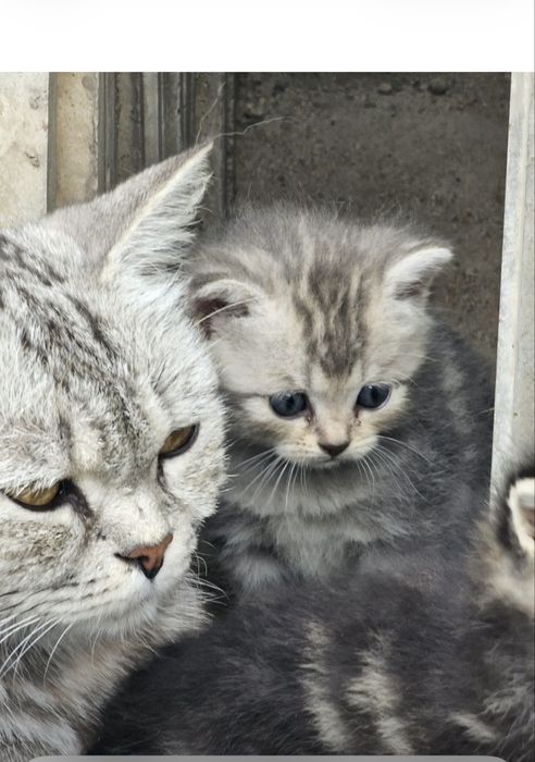 Отдам котенка в добрые руки срочно