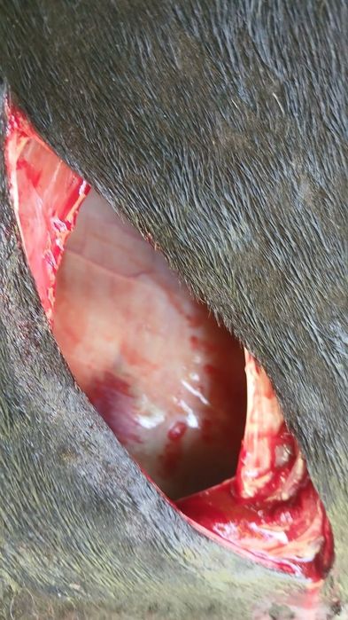 Kafolatli veterinariya xizmati