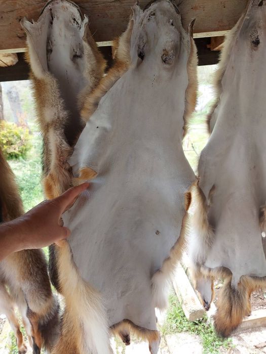 Кожа на чакал уникат