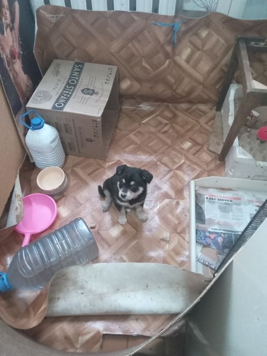 Подарю маленькую собачку.