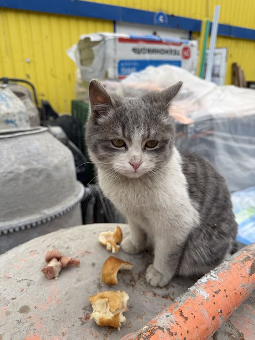 Кошечка  в добрые руки
