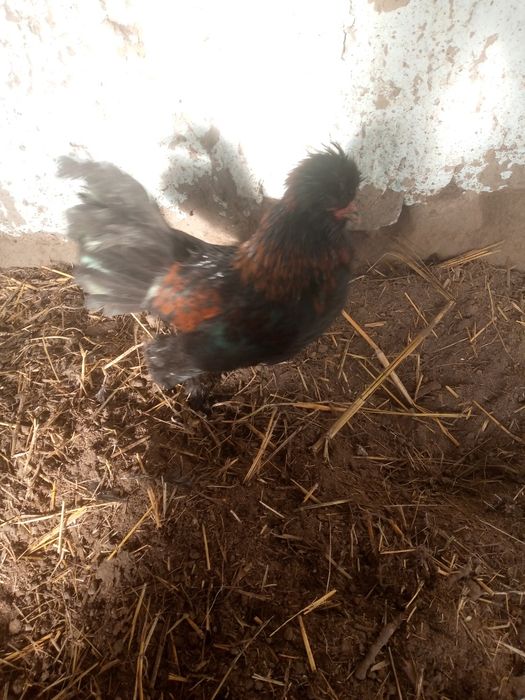 Xoʻrozchalar tezda sotiladi