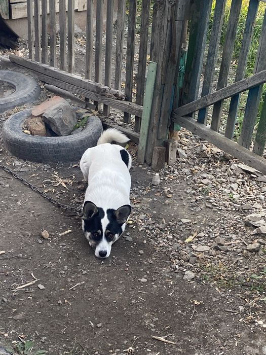 СРОЧНО отдам бесплатно