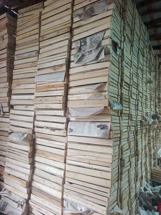 Памидор яшиклар холати ало