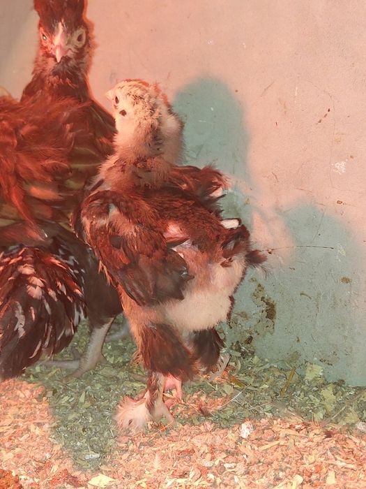 Продам цыплят мраморного кохинхина