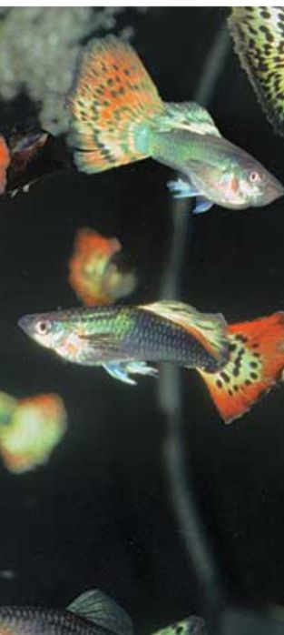 Рыбки гупии 100 тг