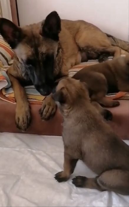 Щенки рабочие овчарки